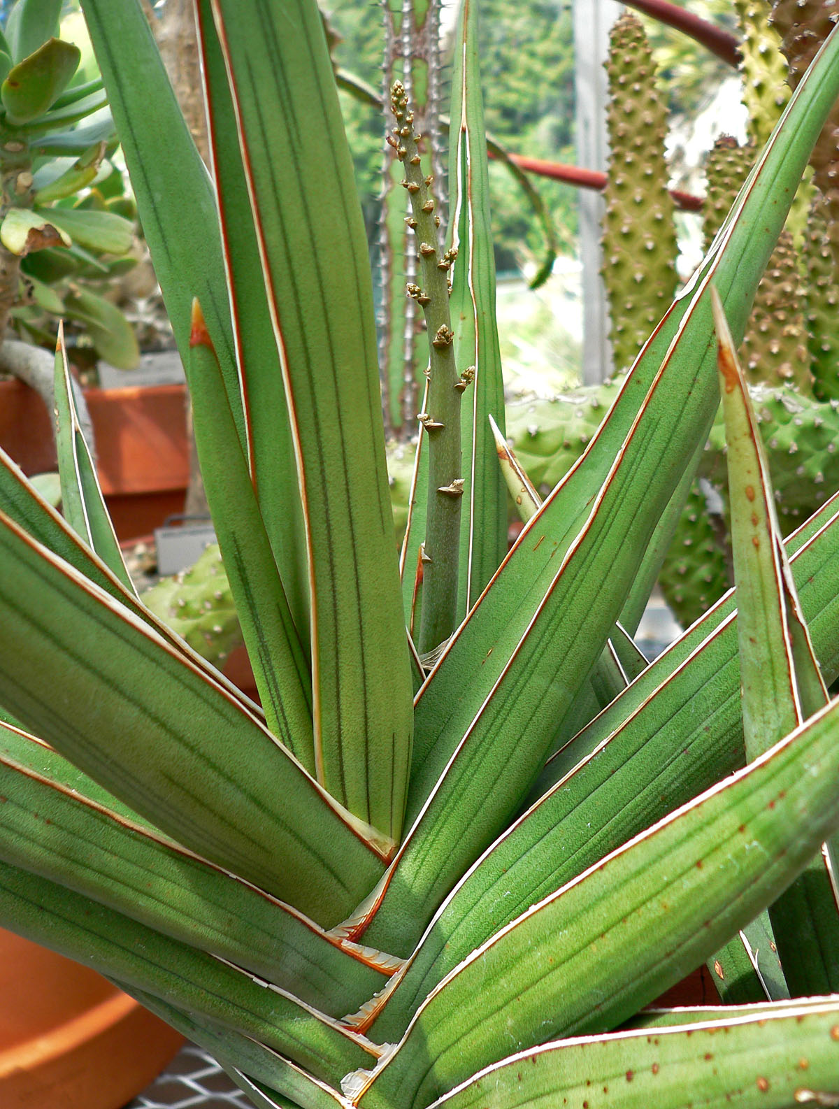 Blue Sansevieria 
